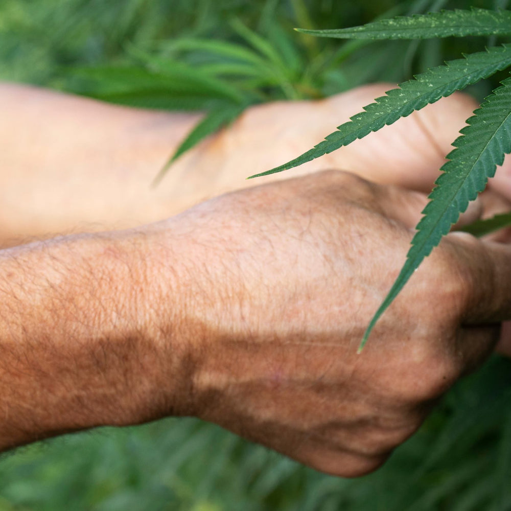 CBD Origin
