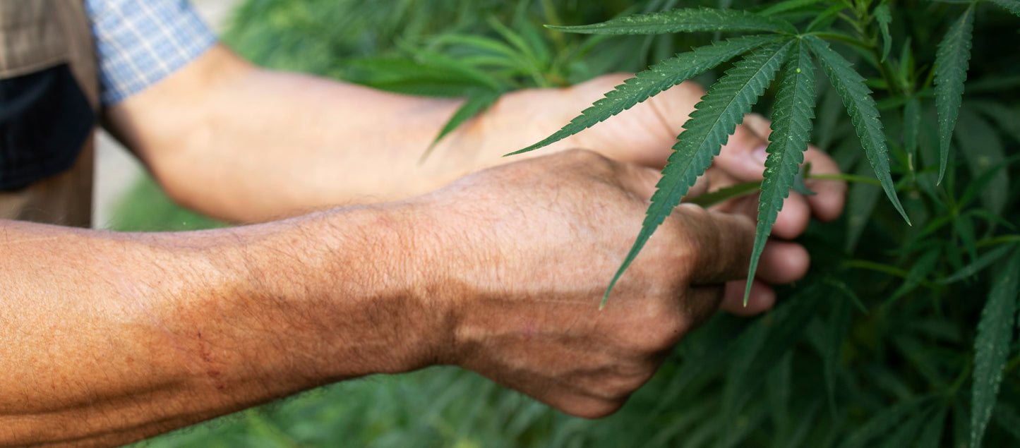 CBD Origin