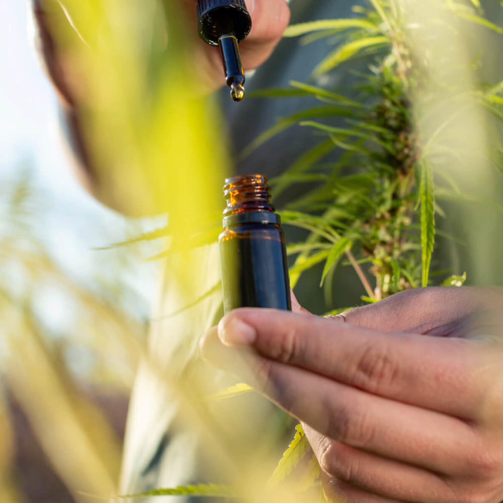 CBD Origin
