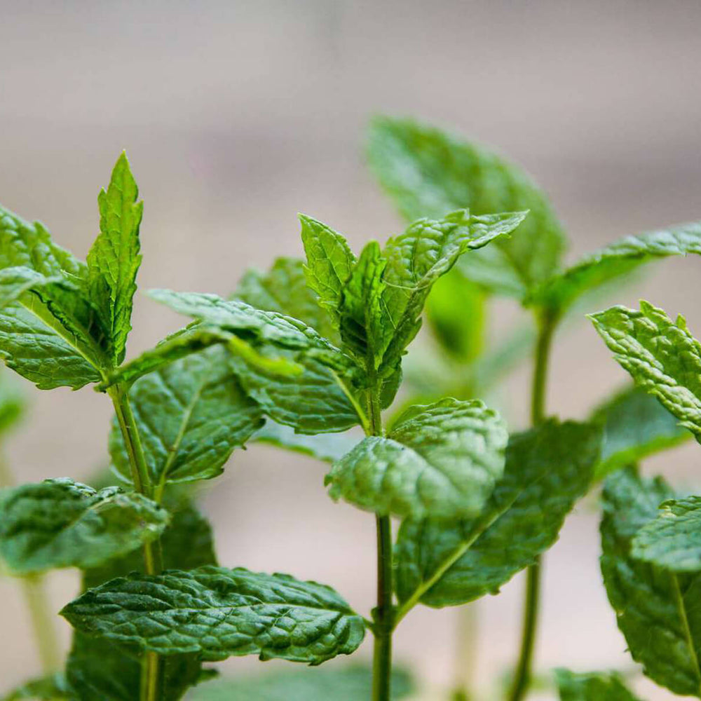 CBD Origin