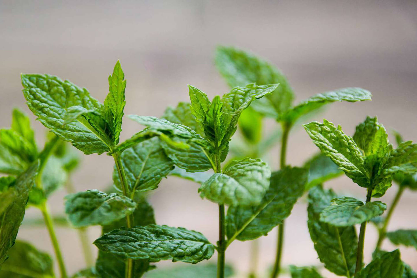 CBD Origin